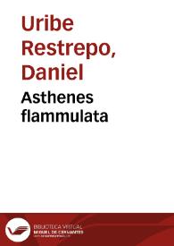 Portada:Asthenes flammulata