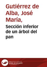 Portada:Sección inferior de un árbol del pan