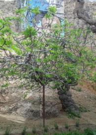 Portada:Huerto mío [Fragmento]